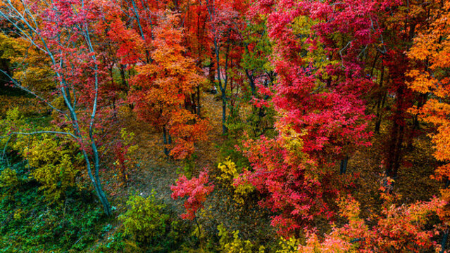 秋季的長(zhǎng)春南湖公園紅葉風(fēng)景