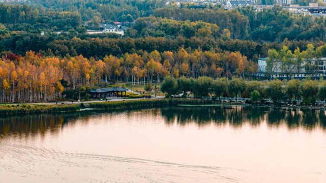 長春南湖公園白樺林風(fēng)景