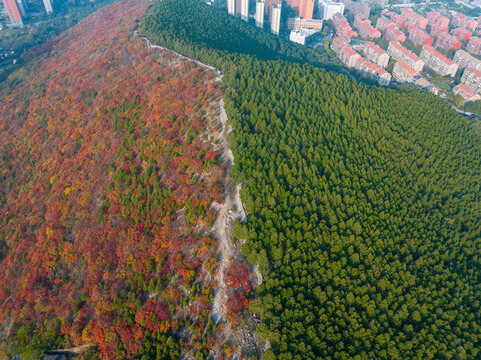 濟南蝎子山秋色