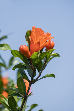 石榴樹(shù)石榴花
