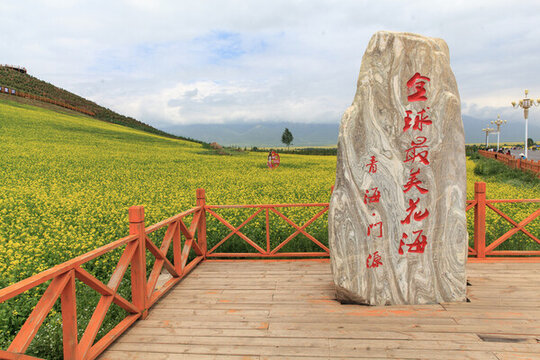 門源油菜花海