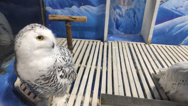 北極猛禽雪鸮
