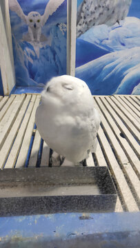 北極猛禽雪鸮