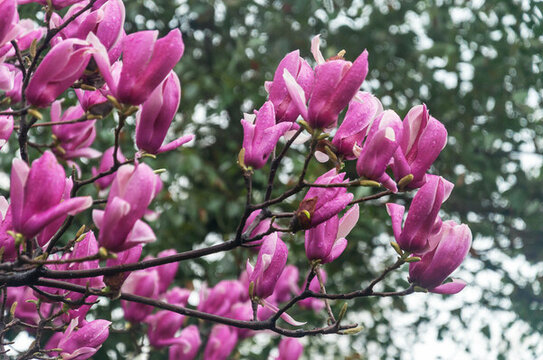 春天里公園里盛開的紫玉蘭花