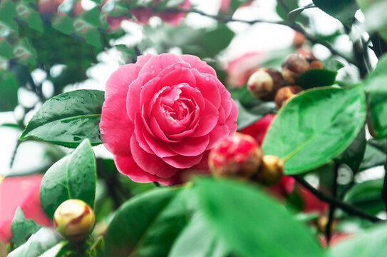 花園里盛開(kāi)的粉色山茶花