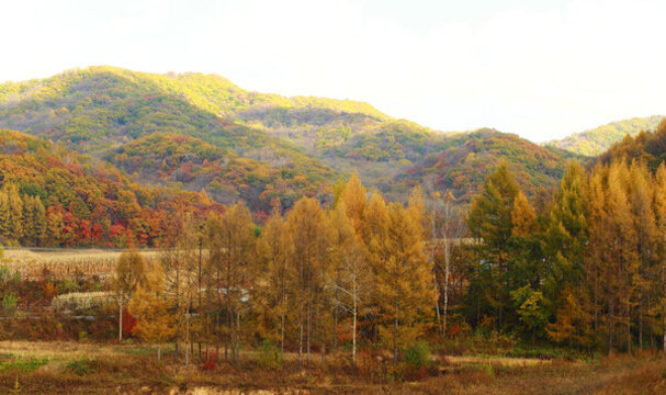 東北的紅葉谷
