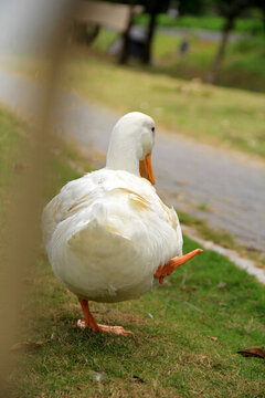 散步的大白鸭