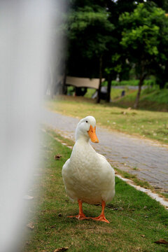 可爱的大白鸭