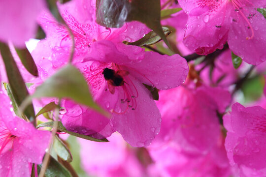 杜鵑花蜜蜂