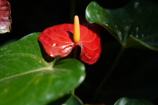 花燭紅掌