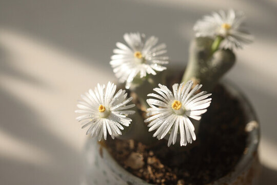 多肉開(kāi)花