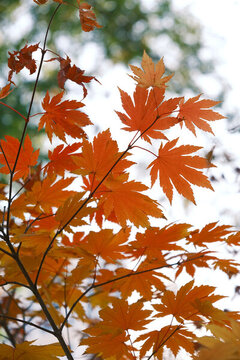紅葉