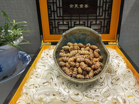 鐵皮石斛