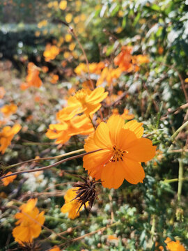 黃芙蓉
