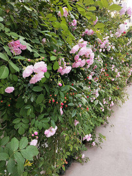 滿墻的薔薇