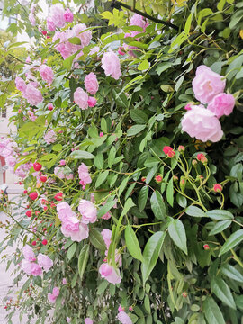 薔薇花