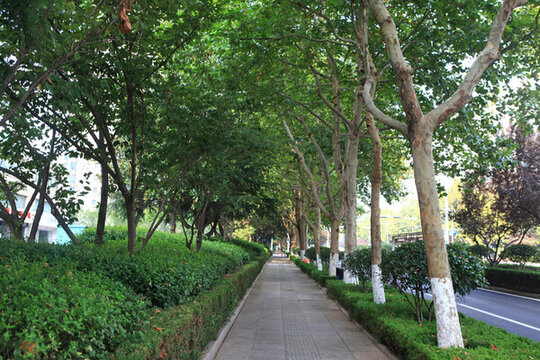 城市道路綠化景觀