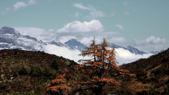 雪山紅松