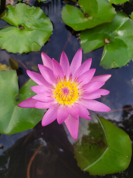 蓮花