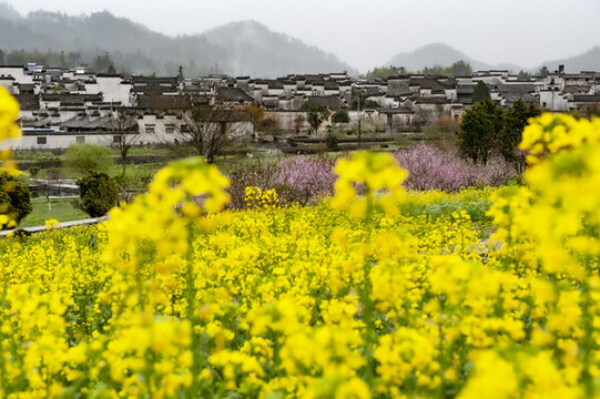 鄉(xiāng)村油菜花