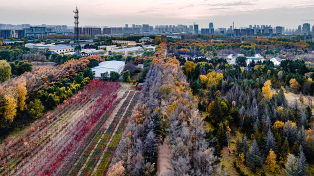 中國長春百木園秋季森林景觀