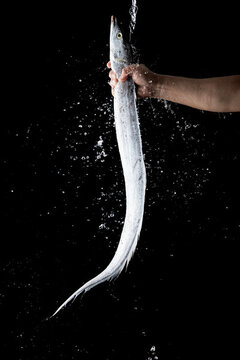 帶魚