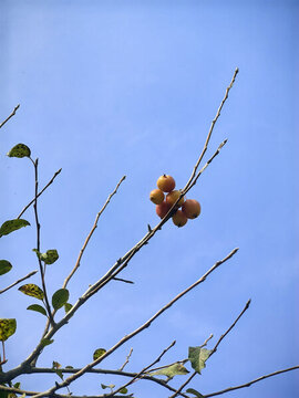 果子樹(shù)枝藍(lán)天