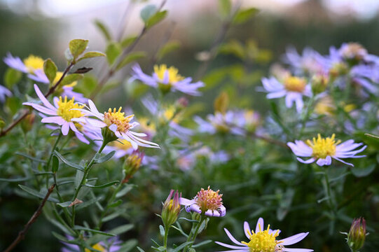 鮮花