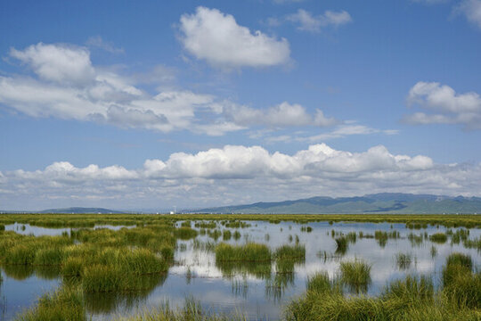 蓝天白云下的湿地