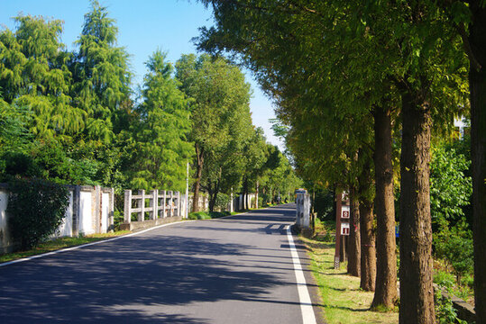 鄉(xiāng)村道路綠化