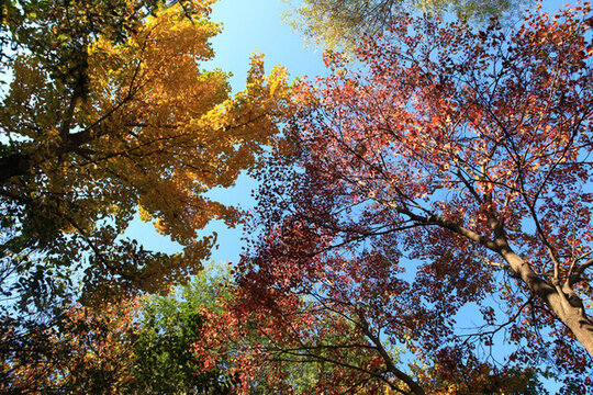 銀河公園秋色
