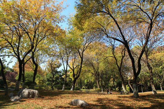 公園秋色