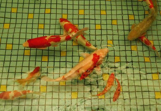 錦鯉魚
