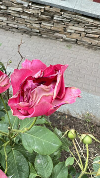 敗落的紅色月季花