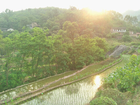 稻田上的日落風(fēng)景