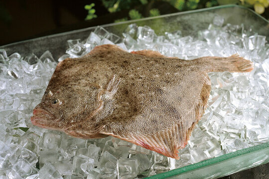 多寶魚