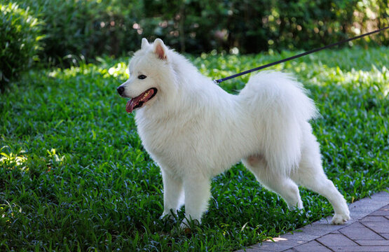 公園遛狗白色薩摩耶犬