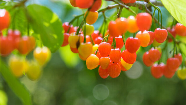 紅櫻桃