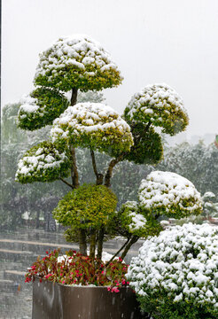 雪中景觀