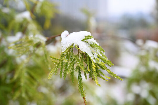 初雪壓樹梢