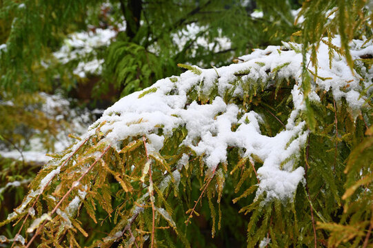 初雪壓樹梢