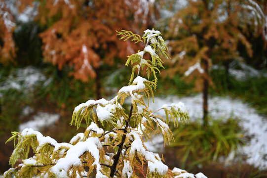 雪后的樹(shù)梢