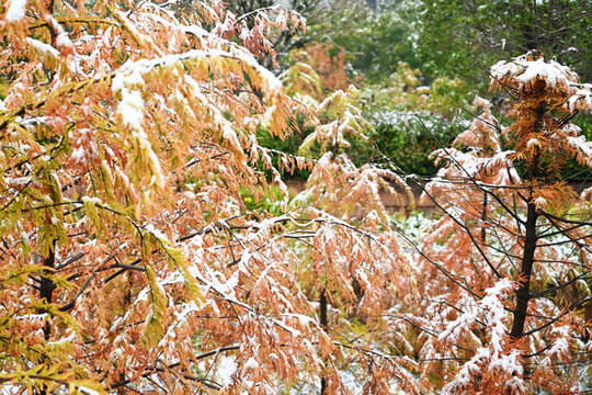 初雪壓樹(shù)枝