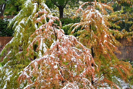 初雪壓樹(shù)枝