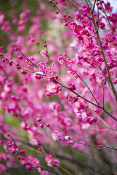 梅花枝頭