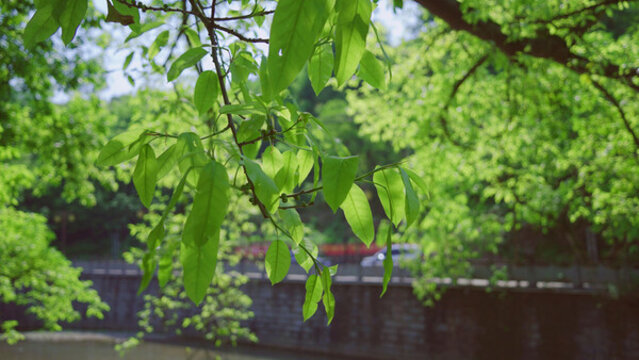 春天绿色的枝丫