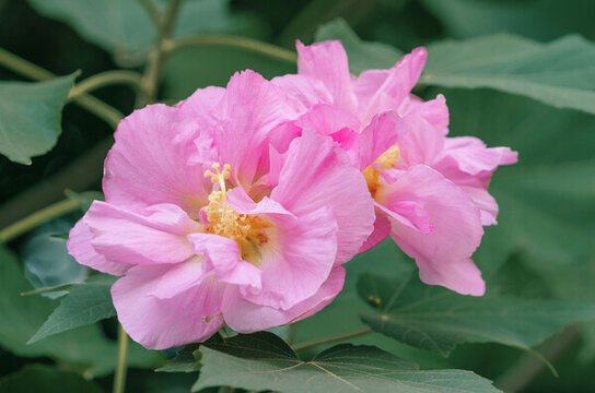 兩朵開放的粉色木芙蓉