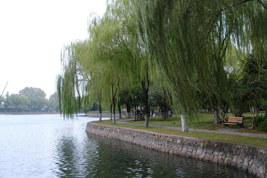 公园柳树湖面