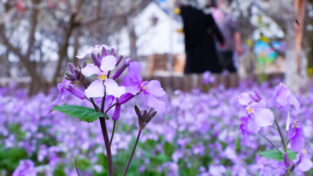 紫色油菜花