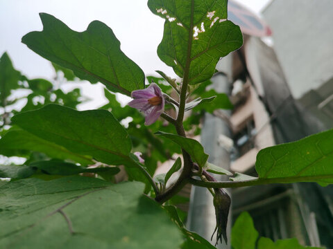 茄子花